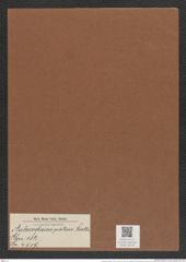 Aulacodiscus patens A. Schm. (de-Toni-Nr.: Genus 182, Species 4519) Zeichnungen Sammlung Grunow Mappe 04446 (Herbarium_W_Grunow_drawings_Folder_04446)